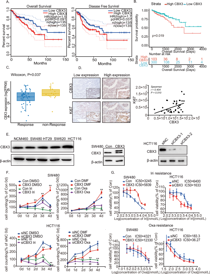 CBX3 promotes multidrug resistance by suppressing ferroptosis in colorectal carcinoma via the CUL3/NRF2/GPX2 axis