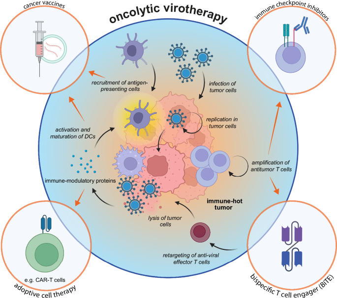 Deciphering permissivity of human tumor ecosystems to oncolytic viruses ...