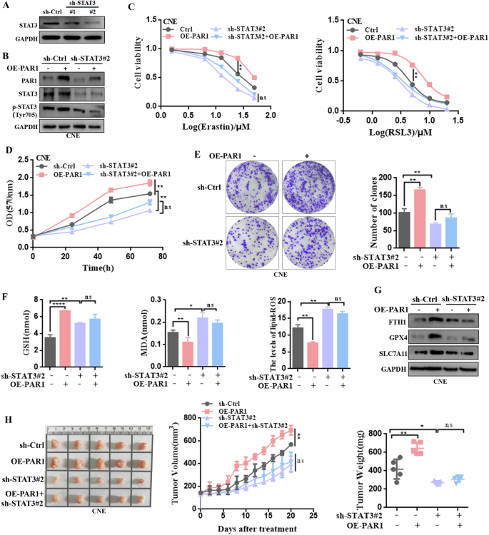 PAR1 inhibition sensitizes HPV-negative HNSCC cells to ferroptosis through  inhibition of the STAT3-mediated regulation of iron and lipid metabolic  pathways | Oncogene