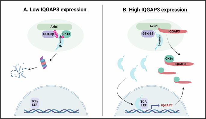 Fig. 10: Proposed model for IQGAP3 role in Wnt signaling.