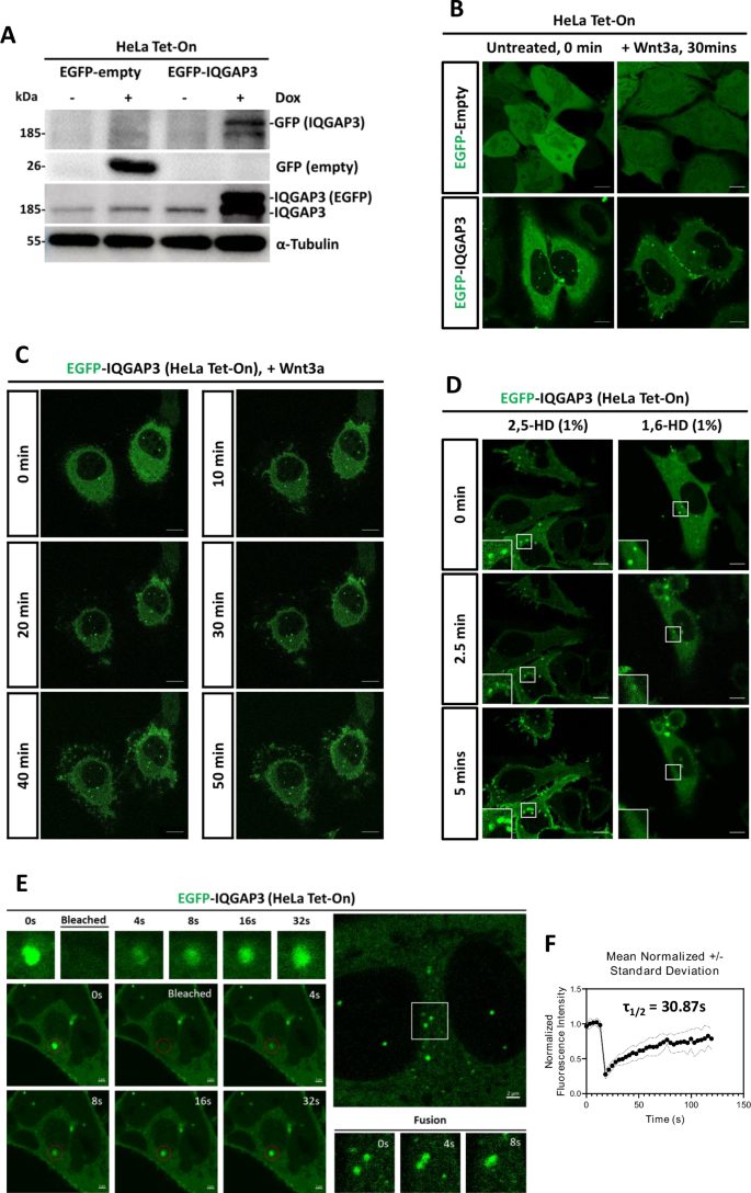 Fig. 3: IQGAP3 undergoes phase separation.