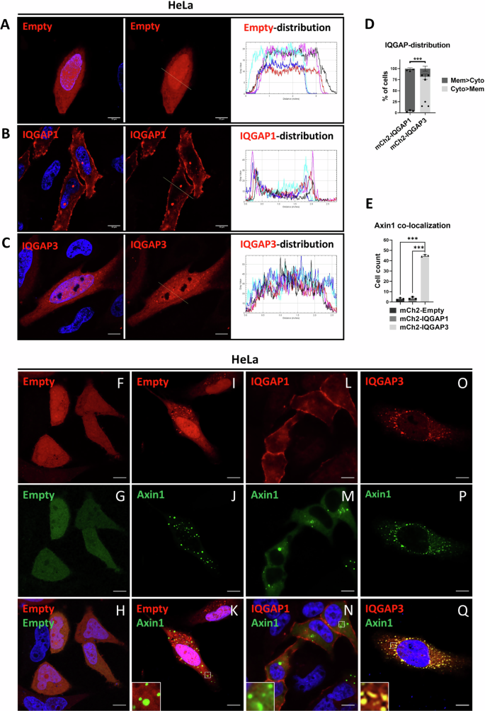 Fig. 4: IQGAP3 co-localizes with Axin1 puncta in the cytosol.