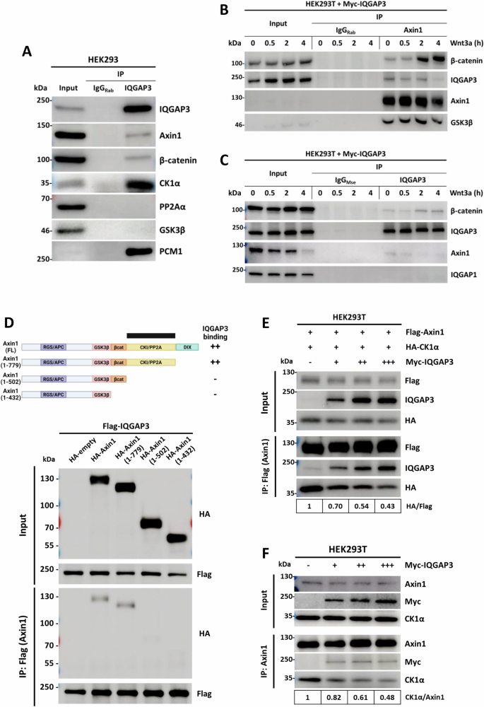 Fig. 5: IQGAP3 expression reduces Axin1-CK1α interaction.