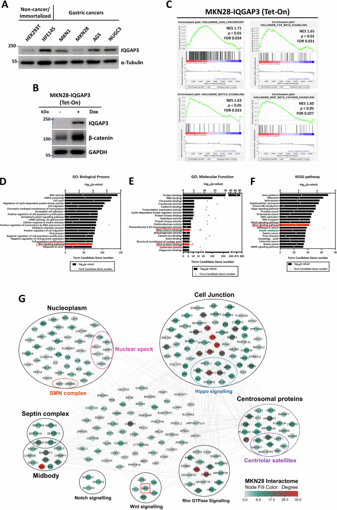 Fig. 7: IQGAP3 overexpression increases β-catenin levels in MKN28 cells.