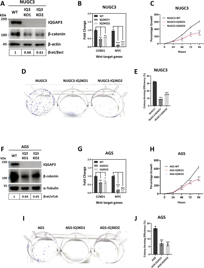 Fig. 8: Loss of IQGAP3 reduces β-catenin levels in NUGC3 and AGS cells.