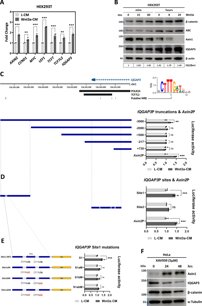 Fig. 9: IQGAP3 is a target of Wnt signaling, sustains Wnt signaling via a positive feedback loop.