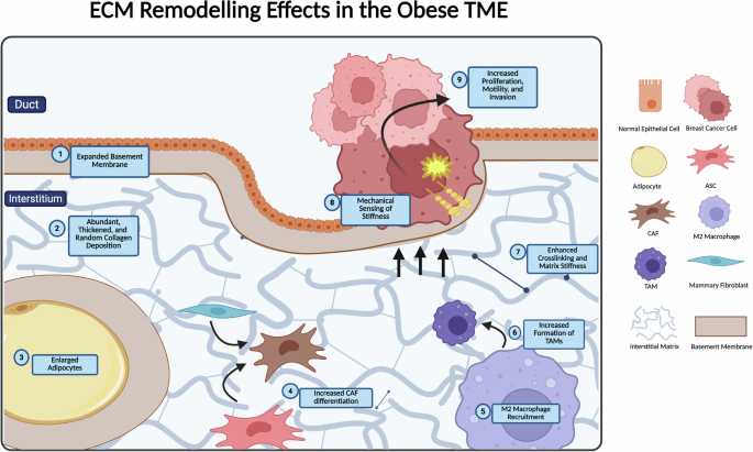 Fig. 1: ECM remodeling effects in the obese TME.