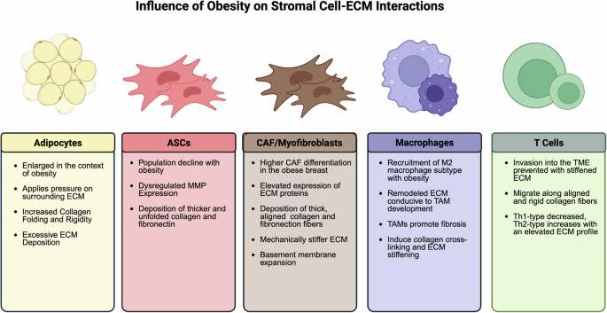 Fig. 3: Influence of obesity on stromal cell-ECM interactions.