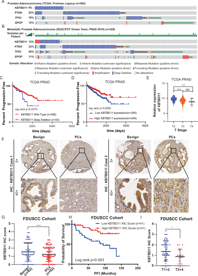 Fig. 1: Identification of KBTBD11 as prostate cancer related E3 ligase.