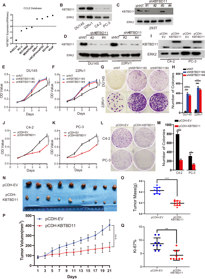 Fig. 2: KBTBD11 deletion/knockdown enhances PCa cell growth.