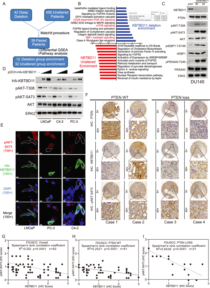 Fig. 3: KBTBD11 deficiency promotes Akt activation.