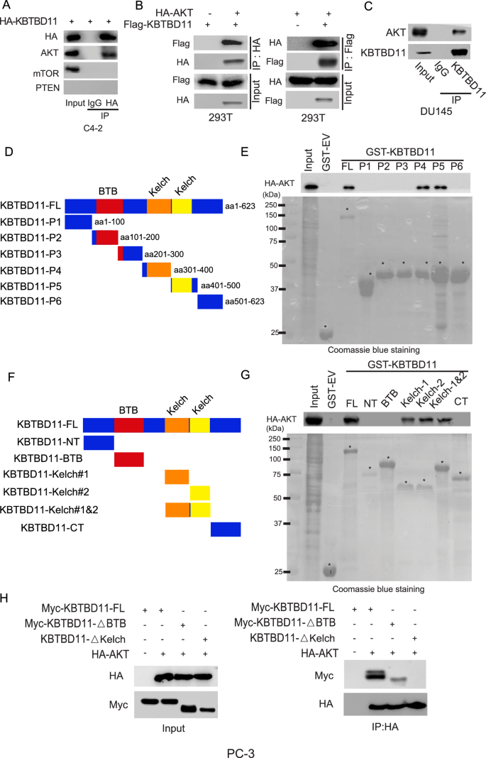 Fig. 4: Both Kelch domains in KBTBD11 are indispensable for its interaction with AKT.