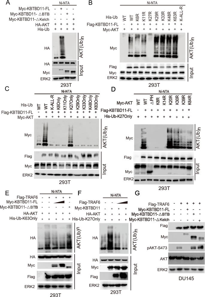 Fig. 5: Effect of KBTBD11 expression on AKT ubiquitination and phosphorylation.
