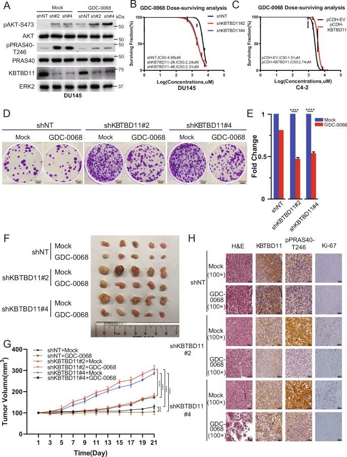 Fig. 6: KTBTD11 deletion enhances sensitivity to AKT inhibitors.