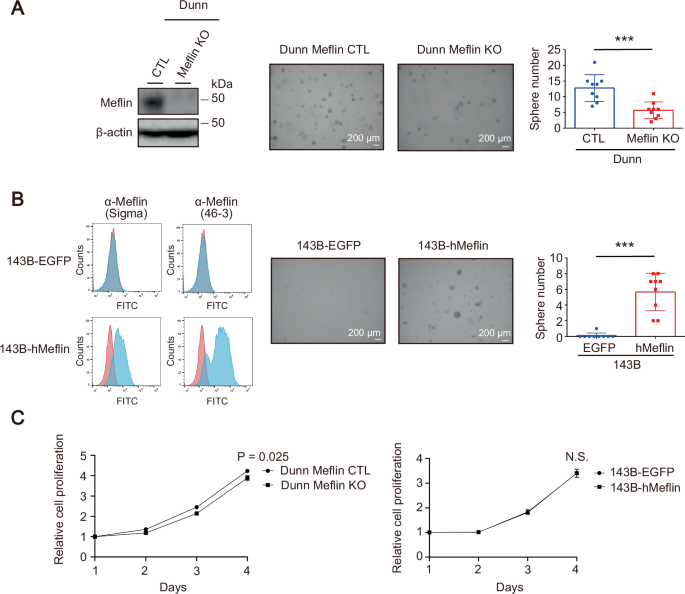 Fig. 3: Meflin involvement in tumor-initiating feature of OS cells.
