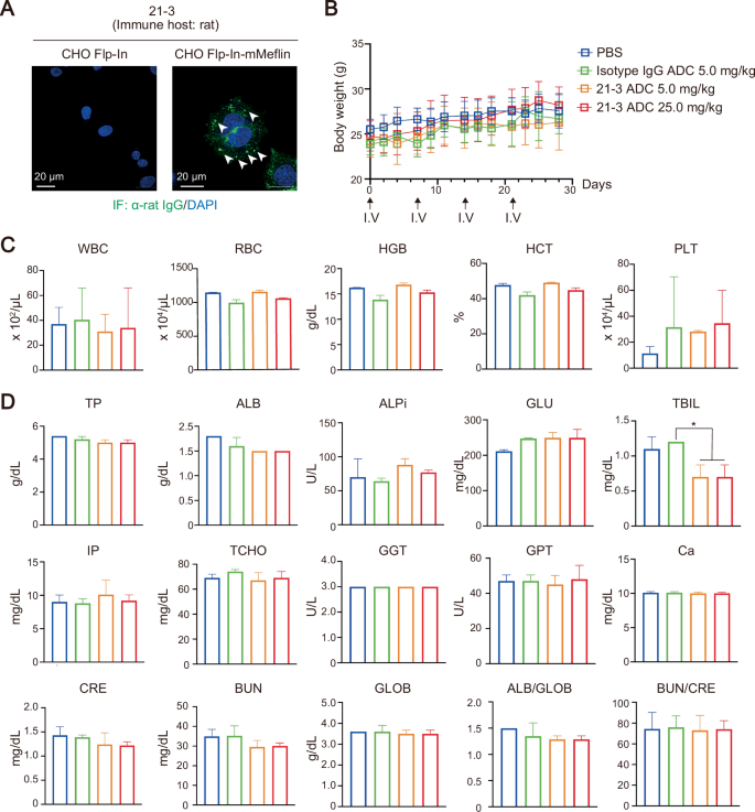 Fig. 5: Safety and tolerability evaluation of an anti-Meflin ADC in mice.