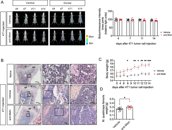 Fig. 4: Effect of anti-Mstn treatment on tumor progression and body weight in a syngeneic 4T1 mouse model of BC metastases.