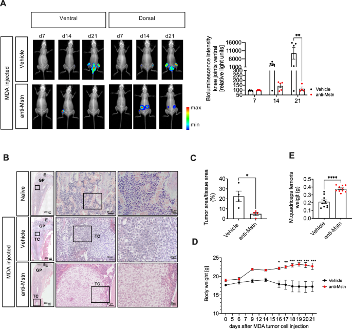Fig. 6: Effect of anti-Mstn treatment on tumor progression and body weight in a xenograft MDA mouse model of BC metastases.