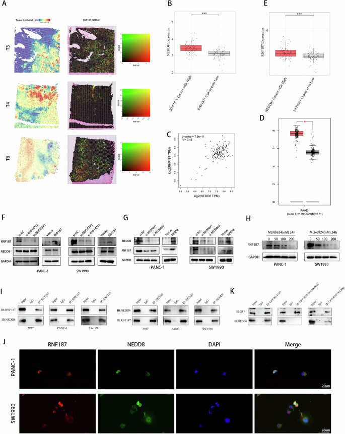 Fig. 3: RNF187 interacts with NEDD8.