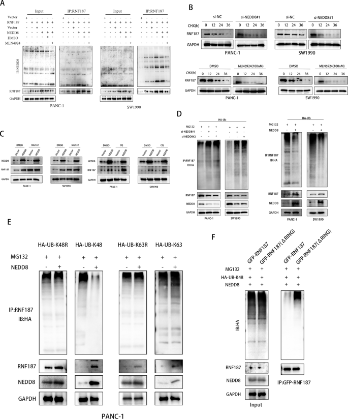 Fig. 4: Neddylation inhibits RNF187 degradation via ubiquitination.