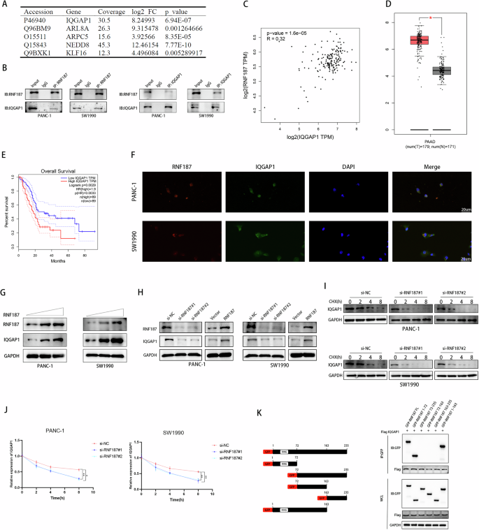 Fig. 5: RNF187 regulates IQGAP1 expression.