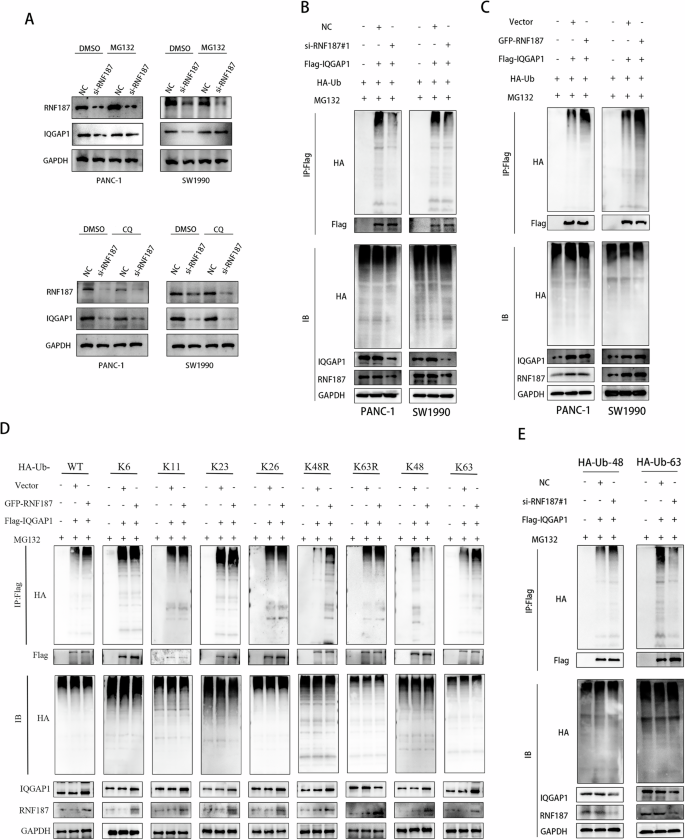 Fig. 6: RNF187 inhibits IQGAP1 degradation through K63-linked ubiquitination.