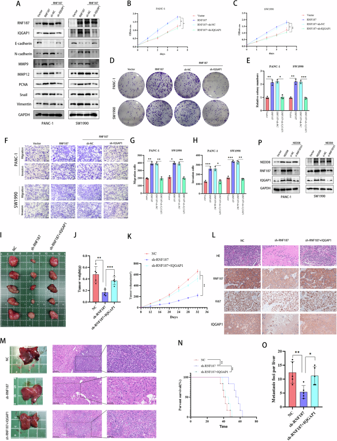 Fig. 7: IQGAP1 knockdown inhibited RNF187-mediated proliferation, migration, and invasion in PC cells.
