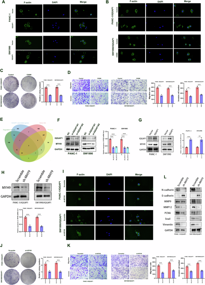 Fig. 8: IQGAP1 regulates the cytoskeleton by regulating MYH9 expression and contributes to the malignant phenotype of PC.