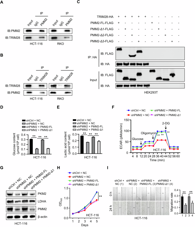 Fig. 3: PMM2 interacts with TRIM28 via domain 1 to promote CRC progression.