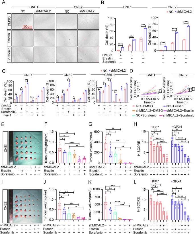 Fig. 2: Knockdown of MICAL2 enhances sensitivity to ferroptosis inducers and inhibits tumor progression.