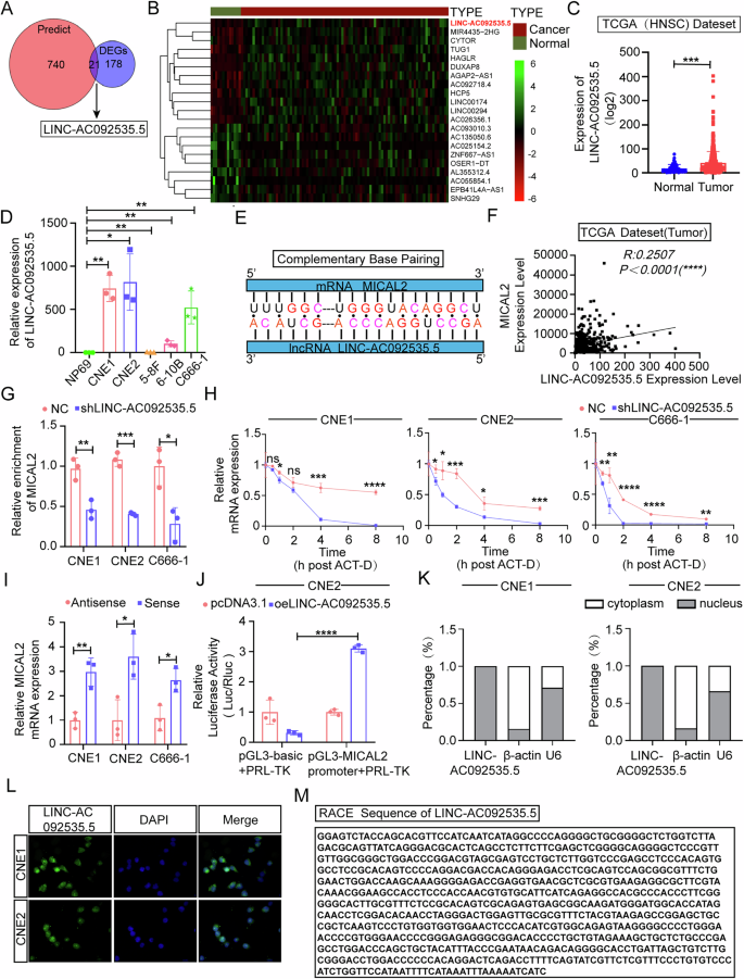 Fig. 3: A novel long non-coding RNA (lncRNA), LINC-AC092535.5, regulates the expression of MICAL2 through dual reinforcement at both transcriptional and post-transcriptional levels.