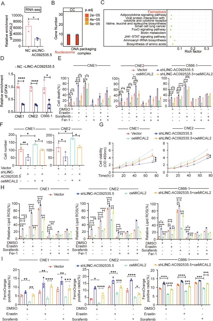 Fig. 4: The LINC-AC092535.5-MICAL2 axis influences ferroptosis.