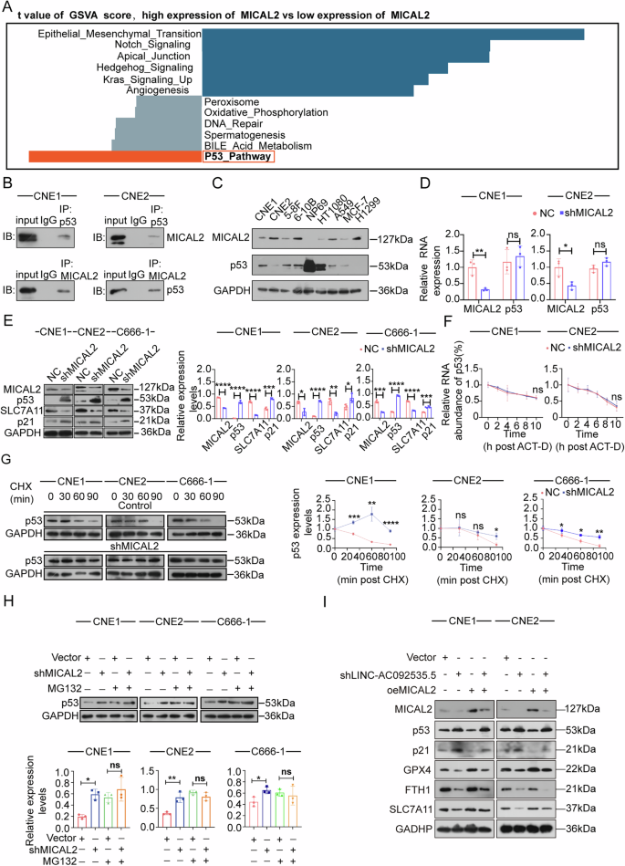 Fig. 5: Knockdown of either MICAL2 or LINC-AC092535.5 leads to the upregulation and stabilization of p53.