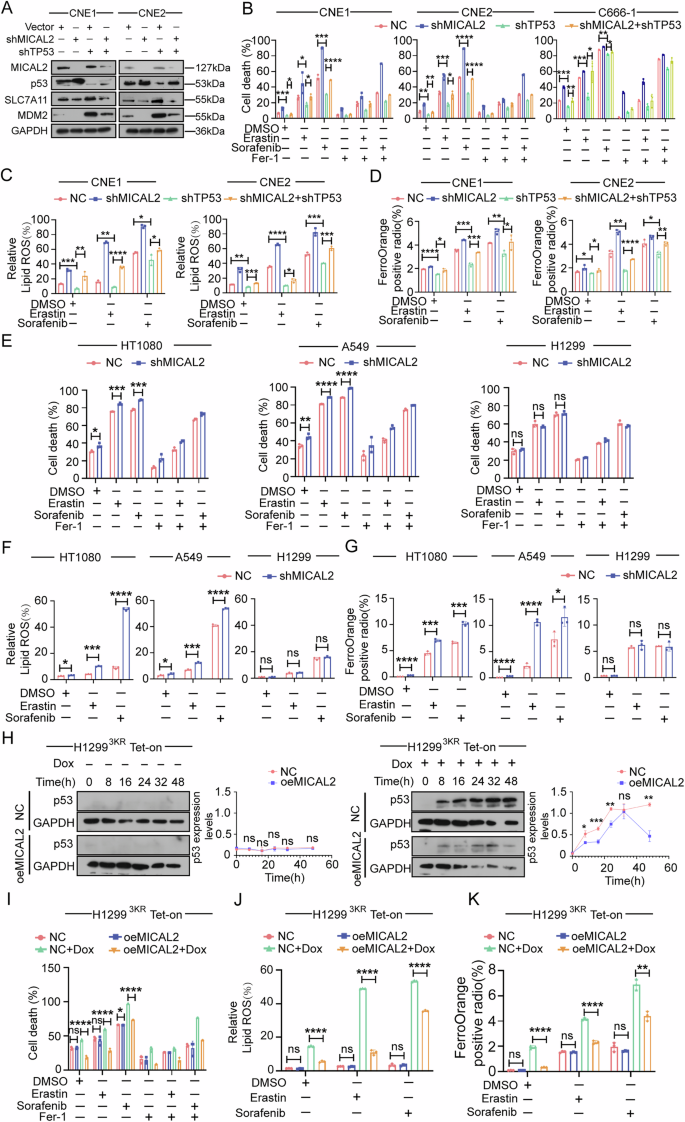Fig. 7: MICAL2 is essential for p53-mediated ferroptosis across various cancer types.