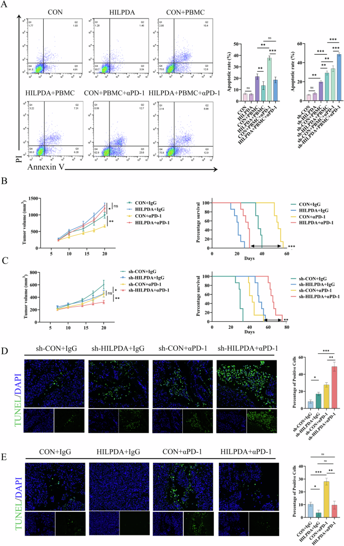 Fig. 3: HILPDA knockdown sensitizes tumors to anti-PD-1 immunotherapy.