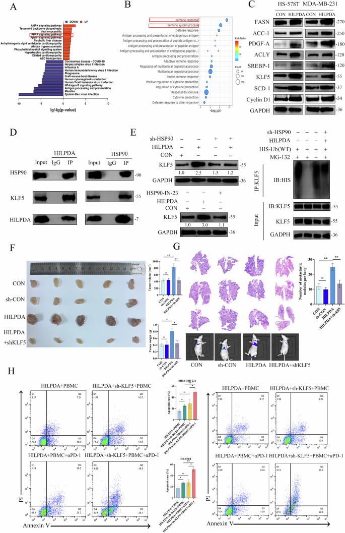 Fig. 4: HILPDA promotes tumor progression and lipid metabolic reprogramming via the stabilization of KLF5 through interactions with HSP90.