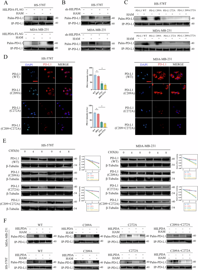 Fig. 5: HILPDA-driven lipid rewiring promotes PD-L1 palmitoylation at Cys272, stabilizing its plasma membrane residence and sustaining inhibitory signaling, thereby conferring resistance to anti-PD-1 therapy.