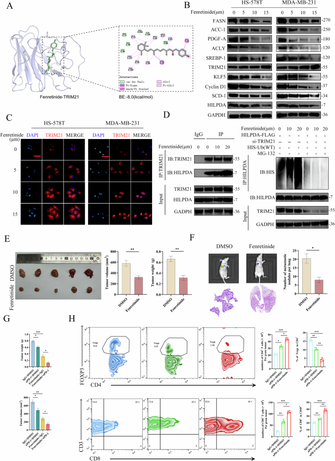 Fig. 7: Fenretinide suppresses tumor progression and immunotherapy resistance in triple-negative breast cancer by activating TRIM21 and inhibiting HILPDA.