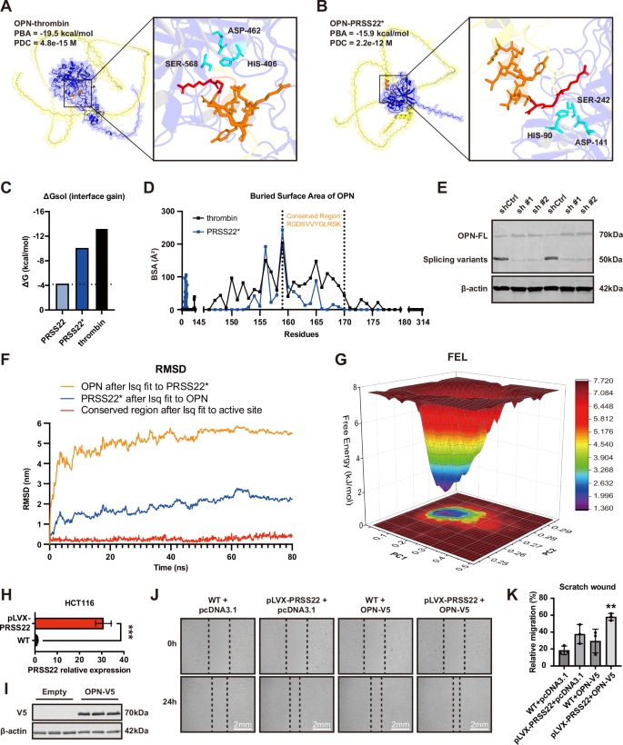 Fig. 4: OPN is the substrate of PRSS22 in CRC cells.