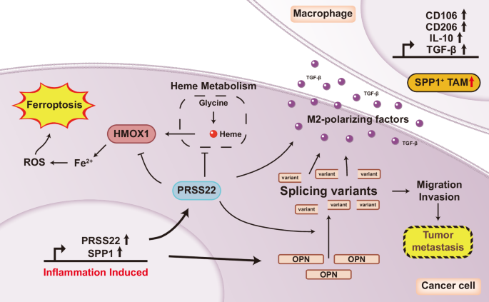 Fig. 6: Proposed model of action for PRSS22-mediated inflammation-associated colorectal cancer progression.