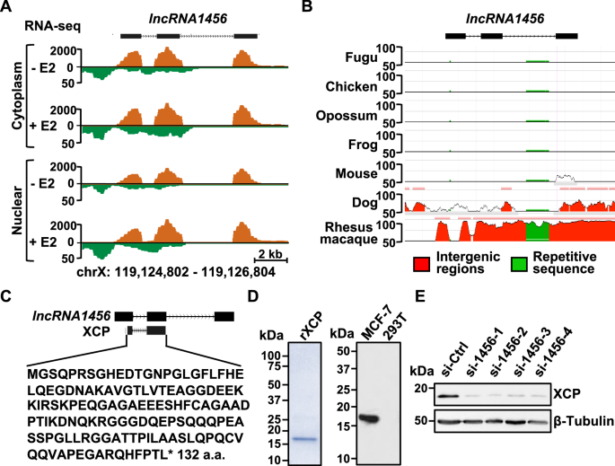 Fig. 1: Characterization of lncRNA1456 and its encoded peptide, XCP.