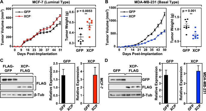 Fig. 3: XCP modulates tumor growth in a context-dependent manner.