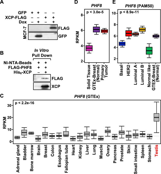 Fig. 5: XCP interacts with the demethylase PHF8.