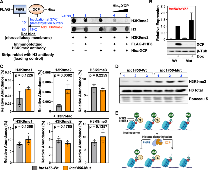 Fig. 7: XCP directly modulates the demethylase activity of PHF8.