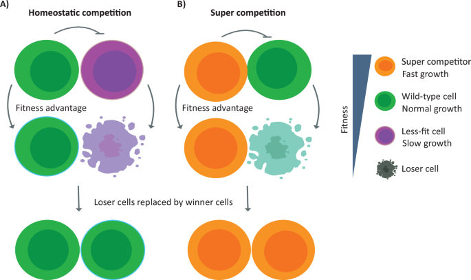 Fig. 1: Schematic diagram of cell competition.