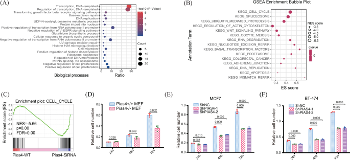 Fig. 2: Inhibition of PIAS4 blocks cell cycle G1 phase progression and inhibits cell proliferation.