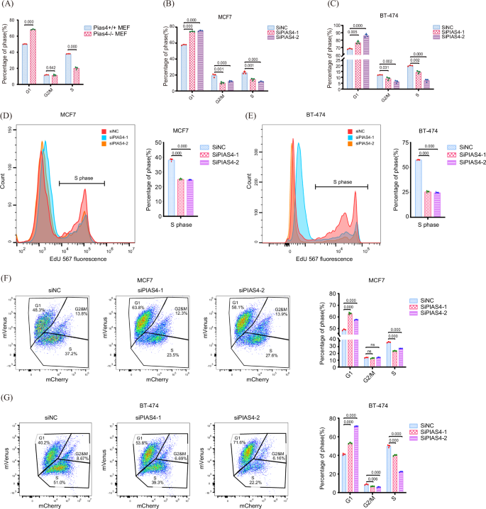 Fig. 3: Inhibition of PIAS4 impairs cell cycle progression at the G1 phase.