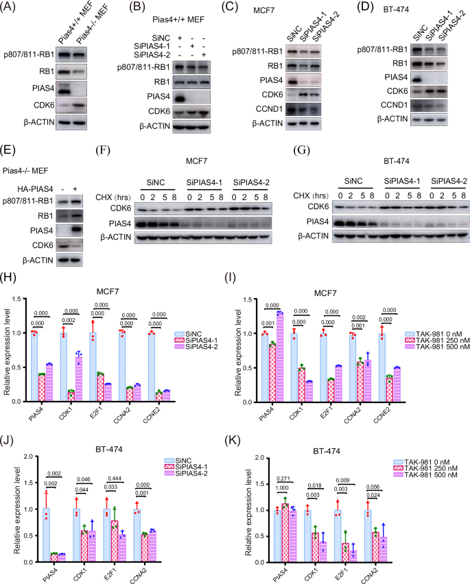 Fig. 4: Inhibition of PIAS4 decreases the phosphorylation level of RB1 and the expression of its target genes.