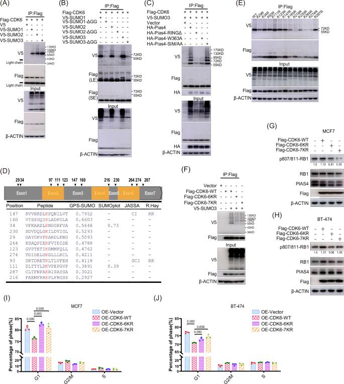 Fig. 6: PIAS4-mediated SUMO3 modification of CDK6 promotes RB1 phosphorylation and cell cycle progression.