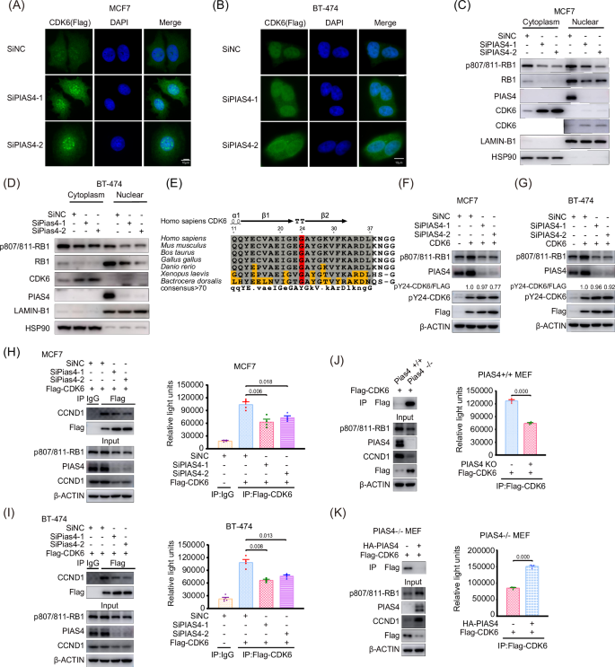 Fig. 7: Inhibition of PIAS4 does not alter CDK6 subcellular localisation but decreases CDK6 kinase activity.
